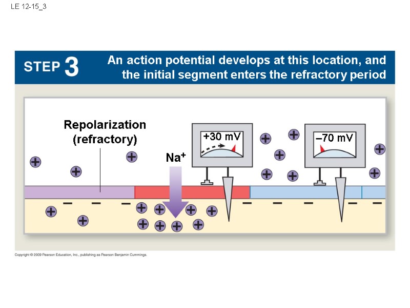 LE 12-15_3 Na+ +30 mV Repolarization (refractory) –70 mV  An action potential develops